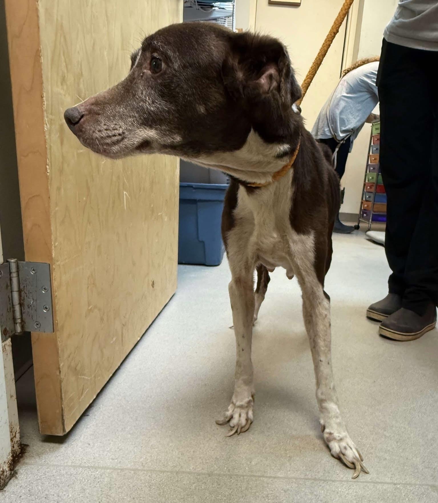Misty (Sweet senior lady looking for a hero!), Senior Female unknown