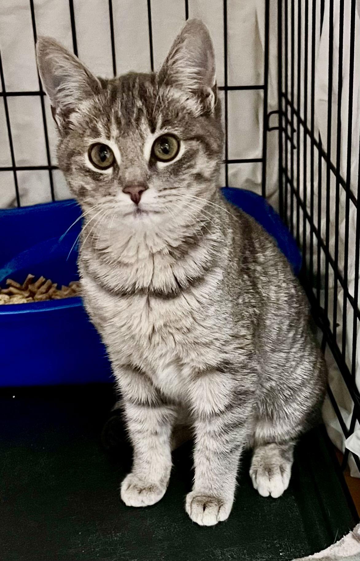 Enlarge Celine (FCID# 11/18/2025 - 111) Willow Grove, a Adopted Tabby in Greenville, DE image 1/2