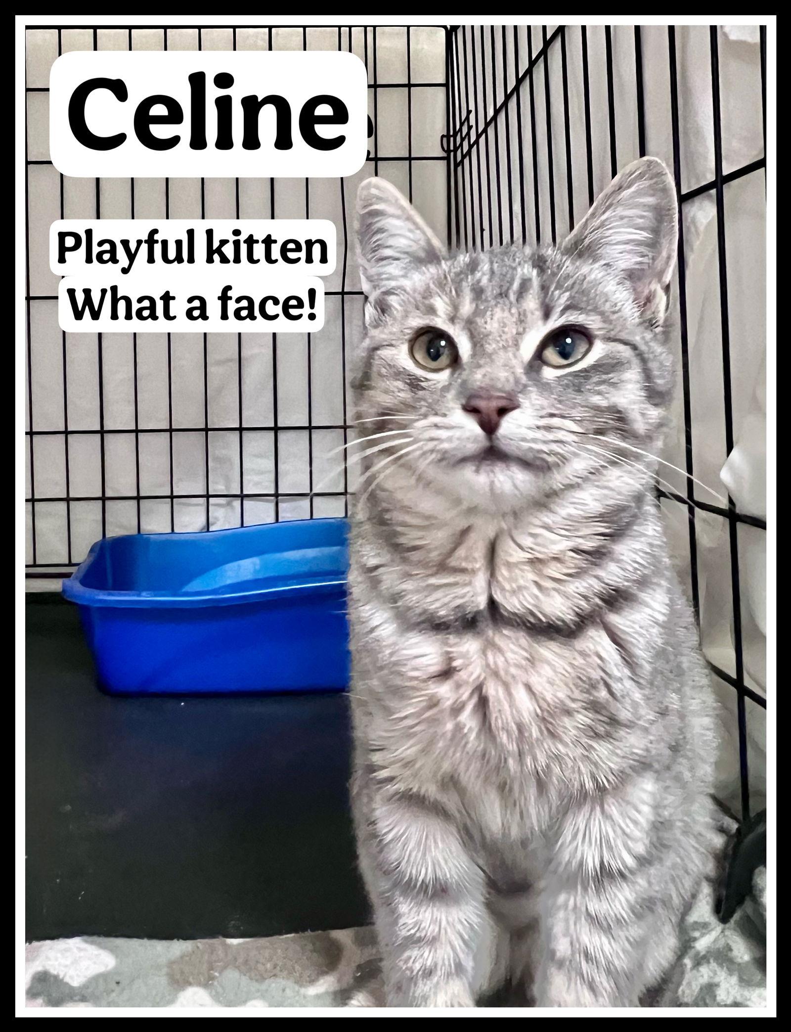 Enlarge Celine (FCID# 11/18/2025 - 111) Willow Grove, a Adopted Tabby in Greenville, DE image 2/2