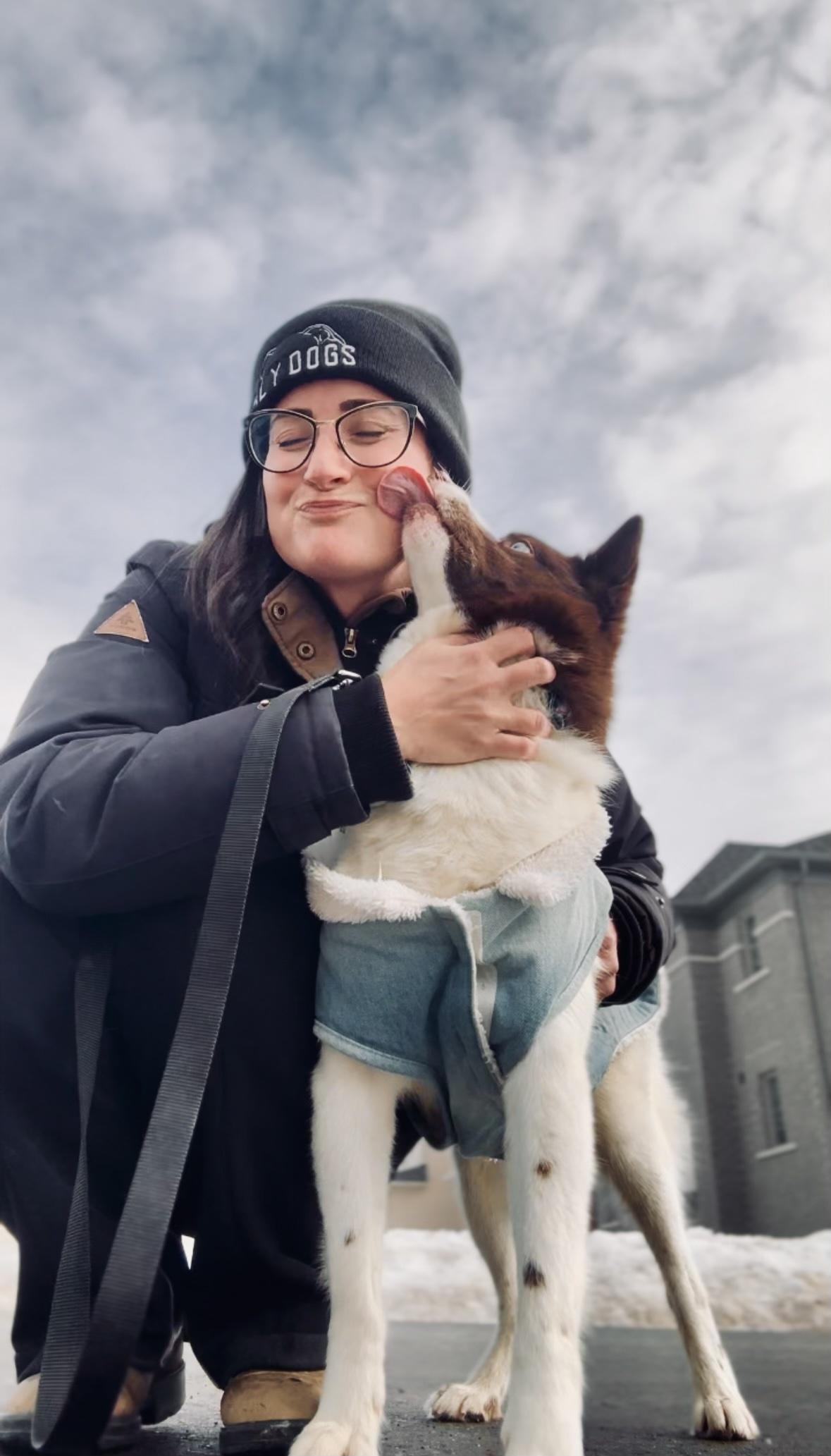 Tramp, an adoptable Husky, Pomeranian in Port Hope, ON, L1A 3V5 | Photo Image 2
