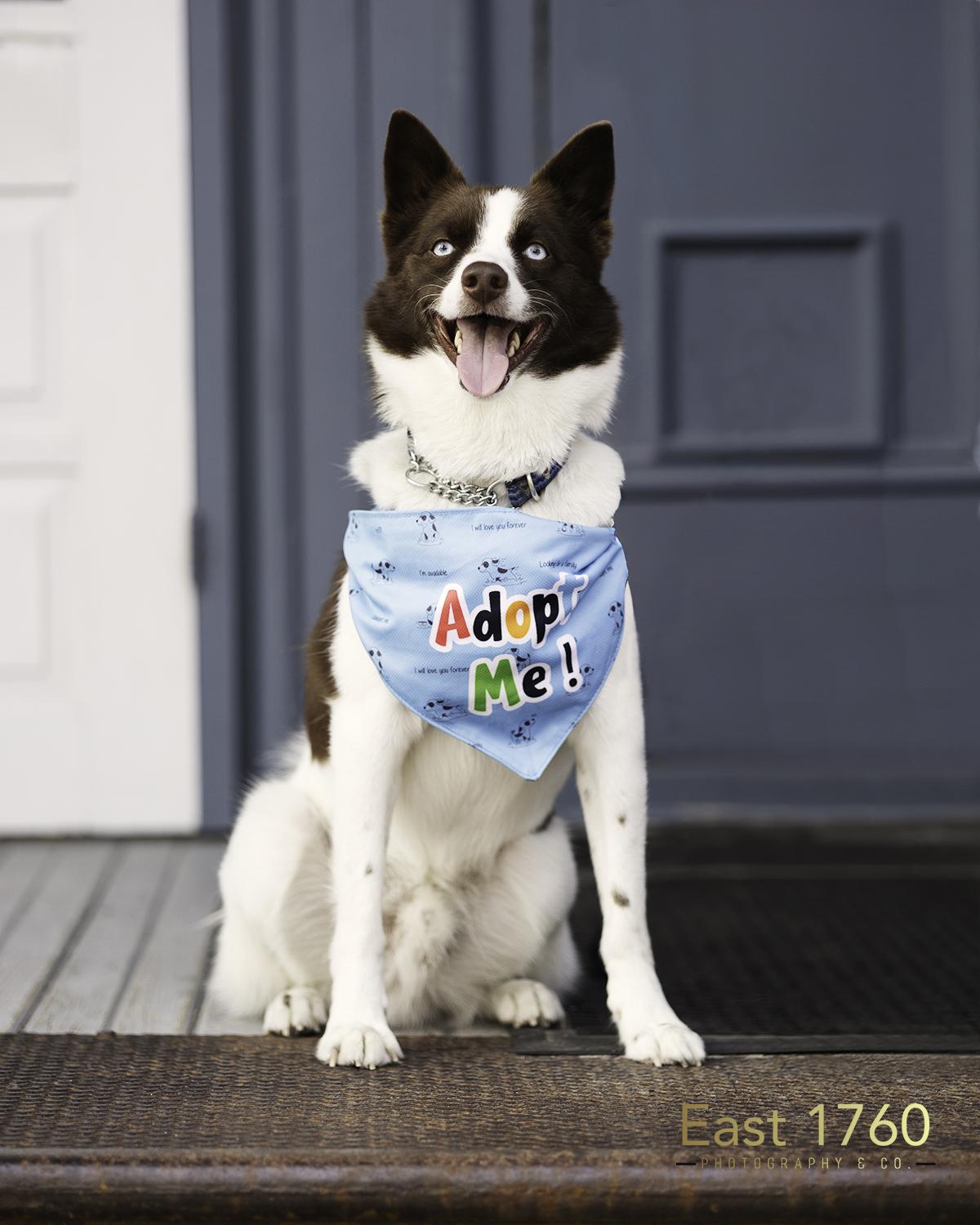 Enlarge Tramp, a Adoptable mixed breed in Port Hope, ON image 1/5