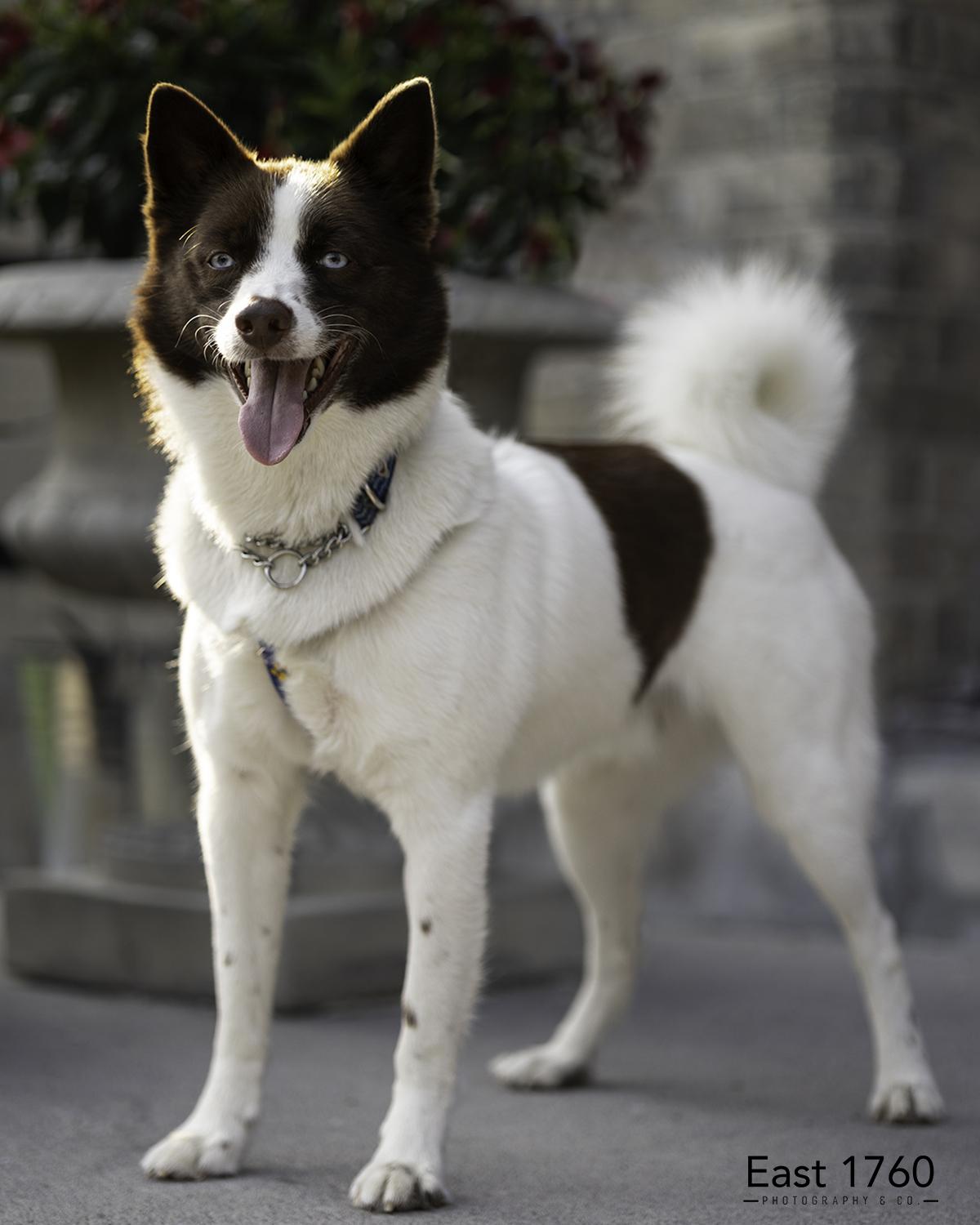 Enlarge Tramp, a Adoptable mixed breed in Port Hope, ON image 3/5