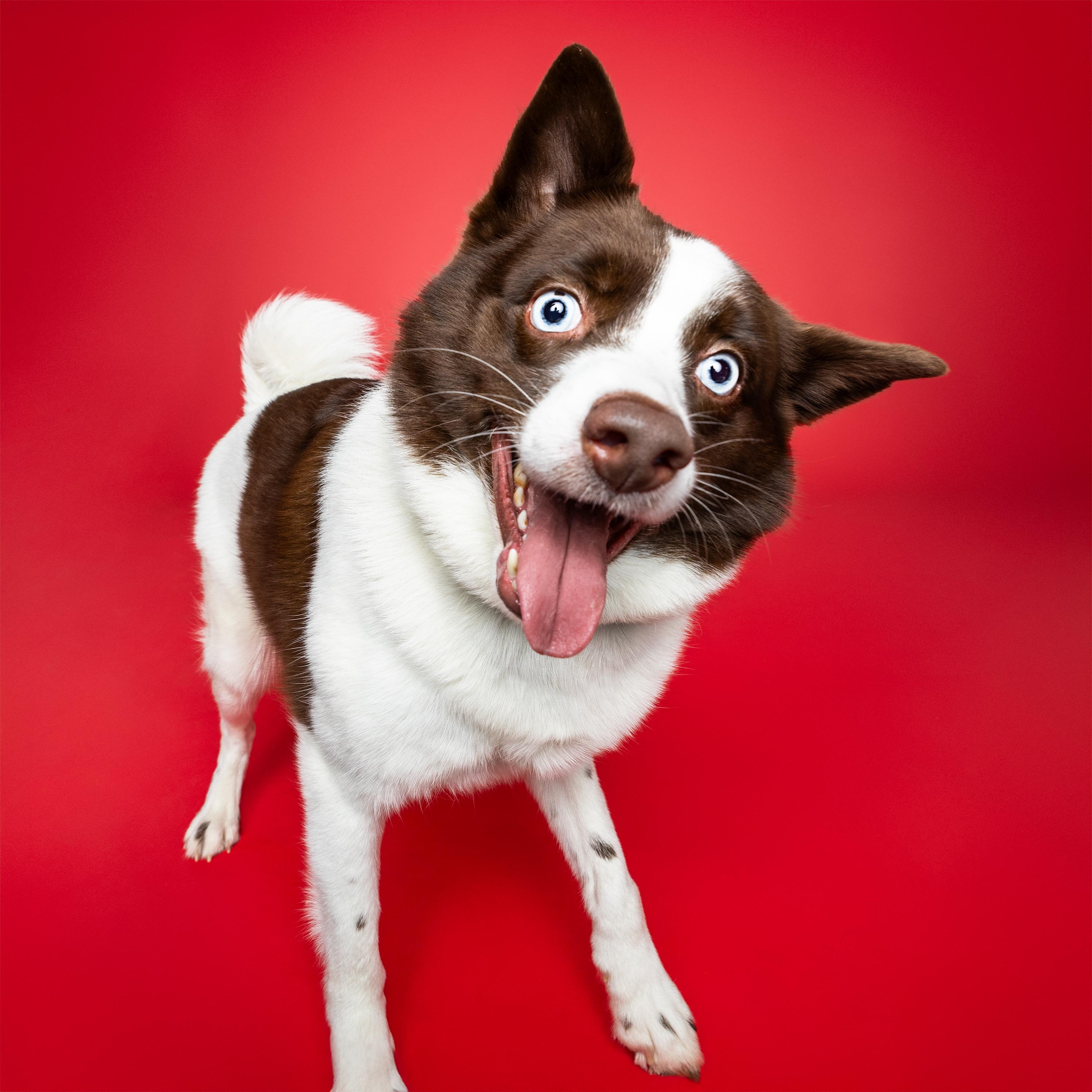 Tramp, an adoptable Husky, Pomeranian in Port Hope, ON, L1A 3V5 | Photo Image 5