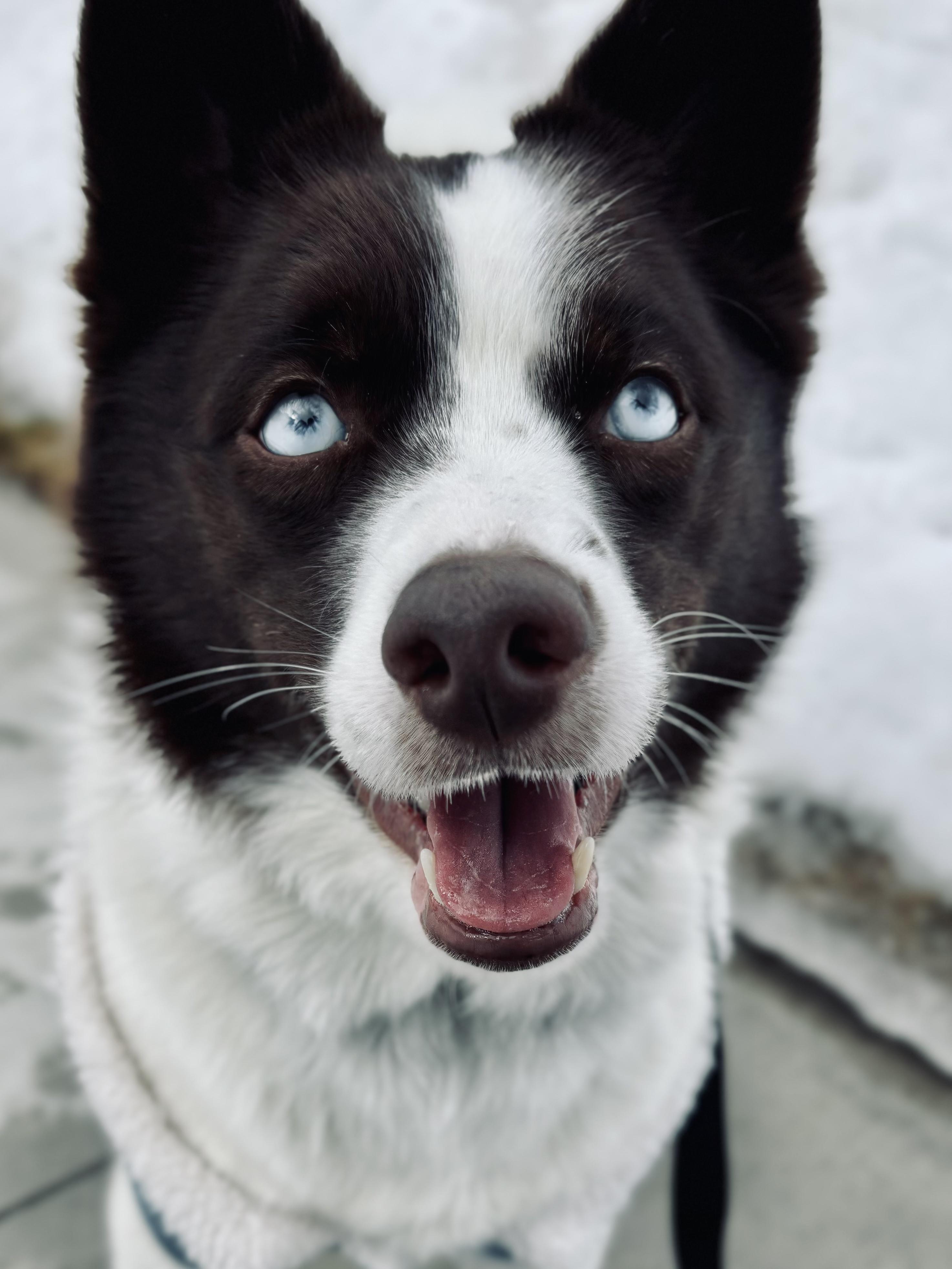Tramp, an adoptable Husky, Pomeranian in Port Hope, ON, L1A 3V5 | Photo Image 3