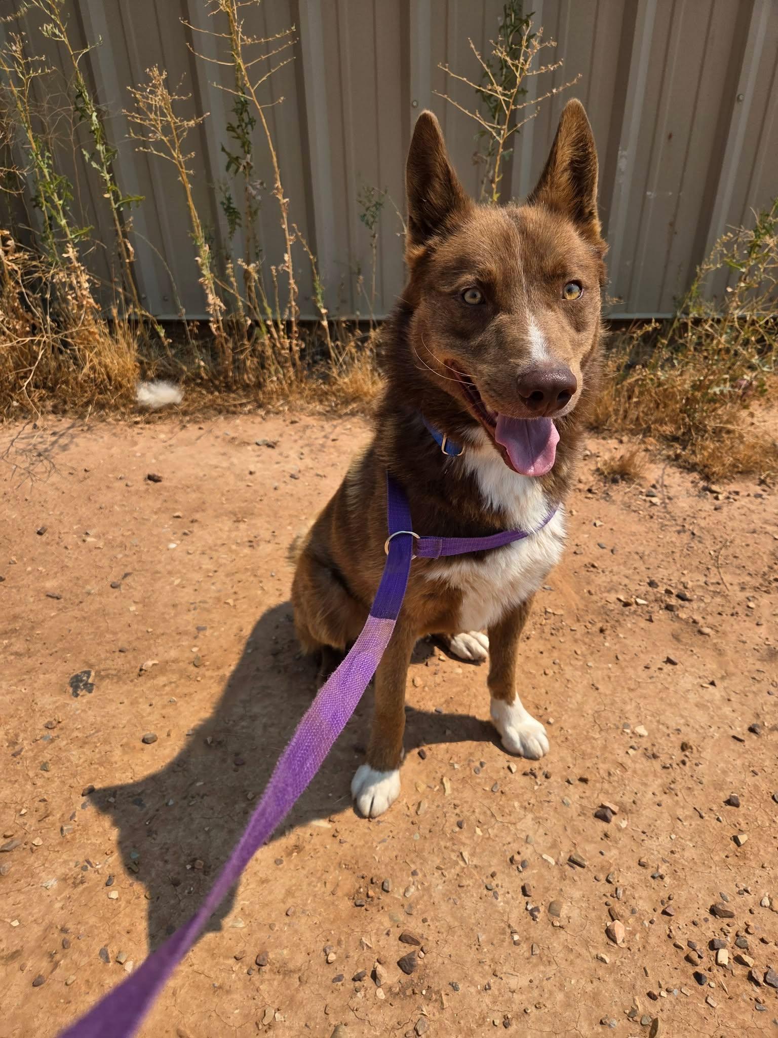 Enlarge Scout, a ADOPTABLE mixed breed in Roosevelt, UT image 3/4