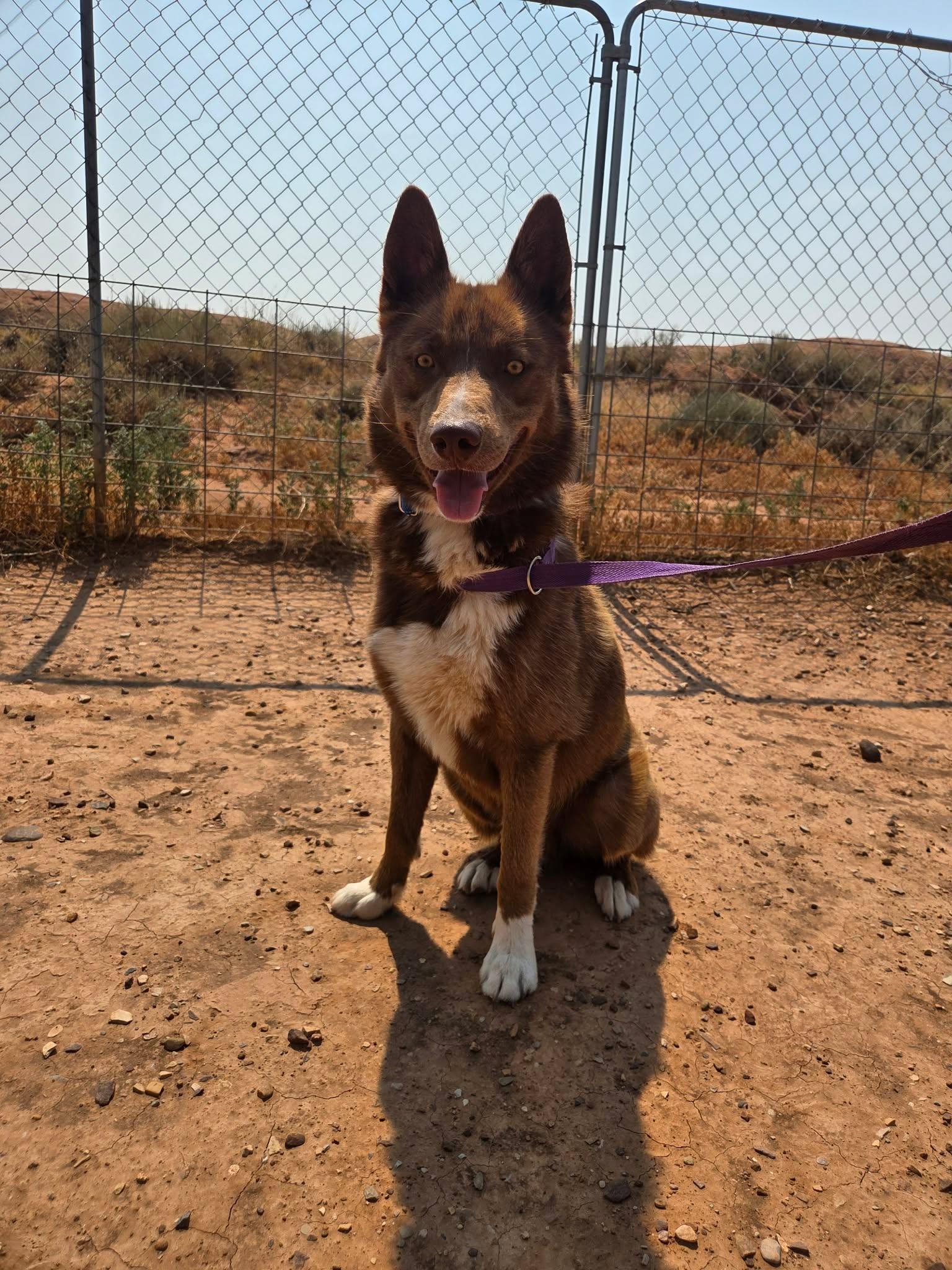 Enlarge Scout, a ADOPTABLE mixed breed in Roosevelt, UT image 1/4