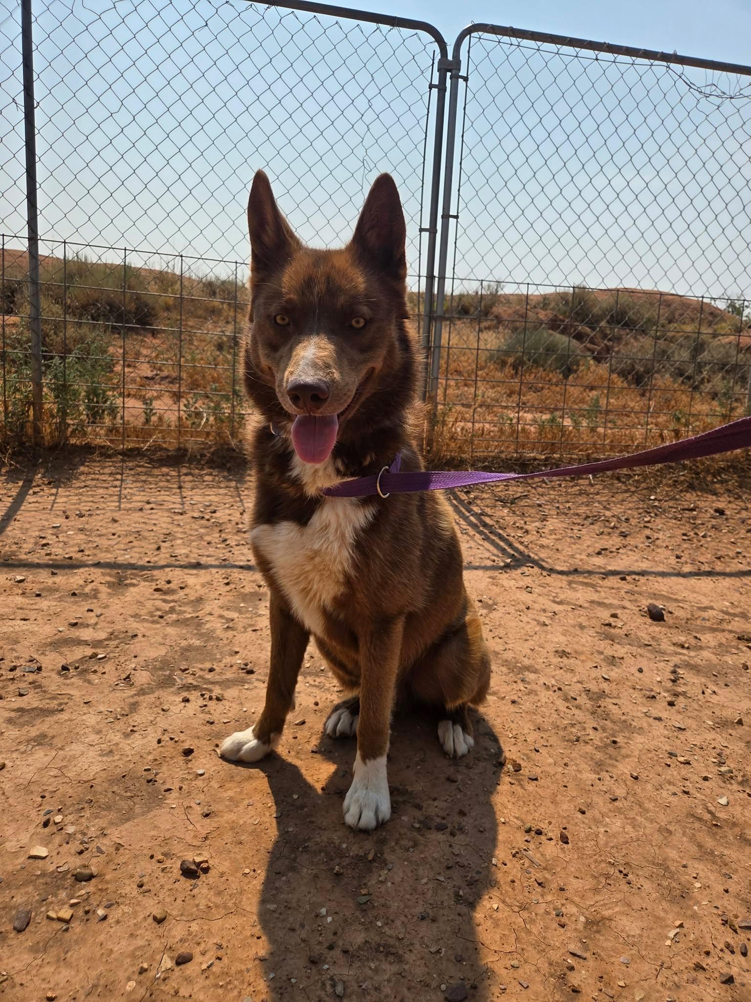 Enlarge Scout, a ADOPTABLE mixed breed in Roosevelt, UT image 4/4