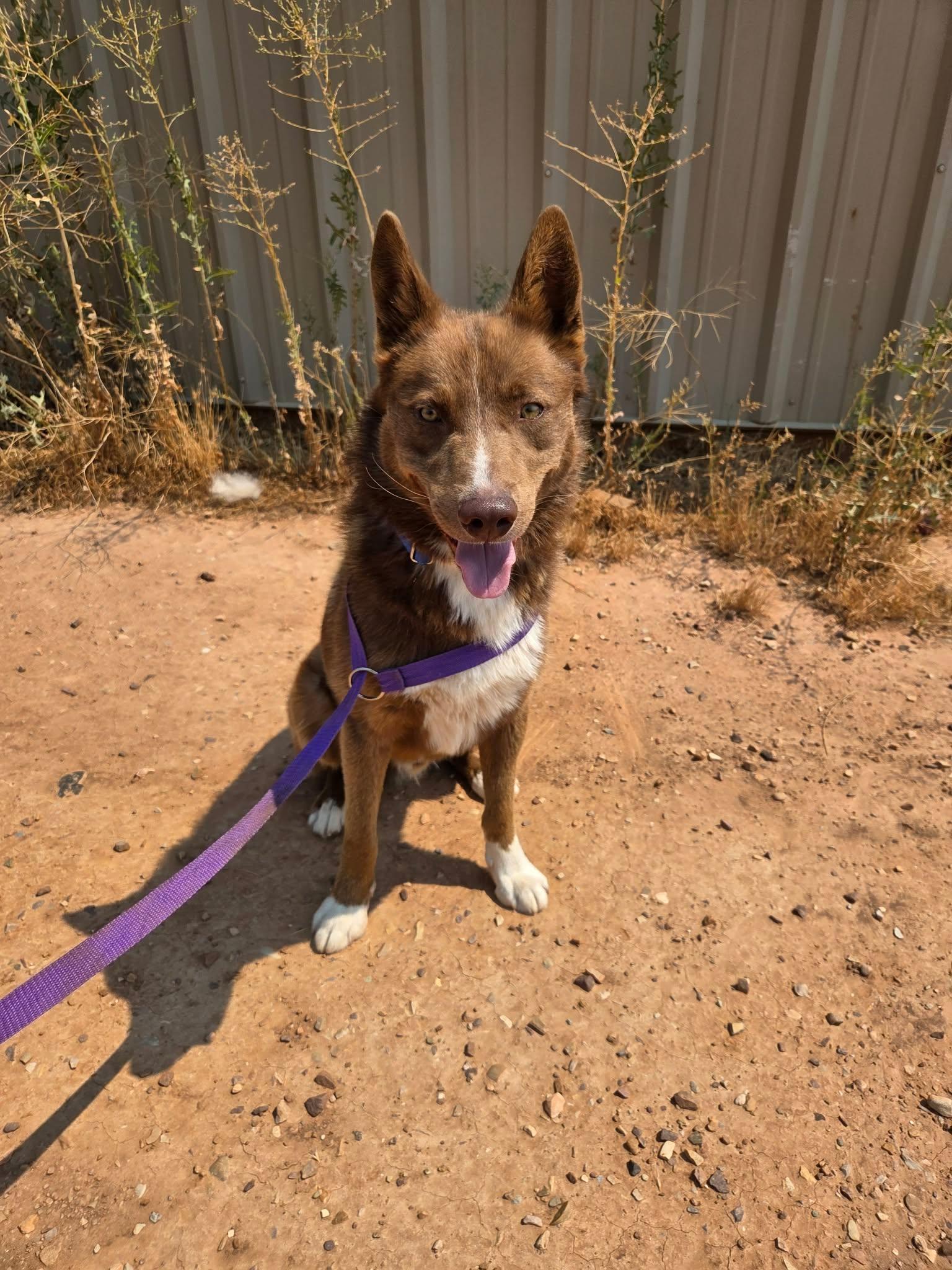 Enlarge Scout, a ADOPTABLE mixed breed in Roosevelt, UT image 2/4