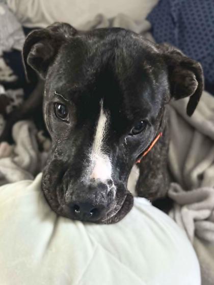 Marc, Adoptable, Young Male Mixed Breed & Mixed Breed.
