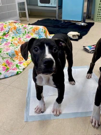 Marc, Adoptable, Young Male Mixed Breed & Mixed Breed.