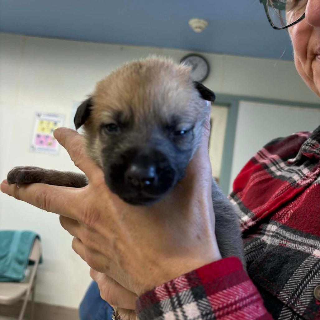 Hope 3, Adoptable, Puppy Female Mixed Breed.