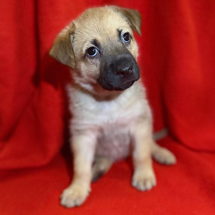 Enlarge Hope 3, a Adoptable Mixed Breed in Mount Shasta, CA image 2/5