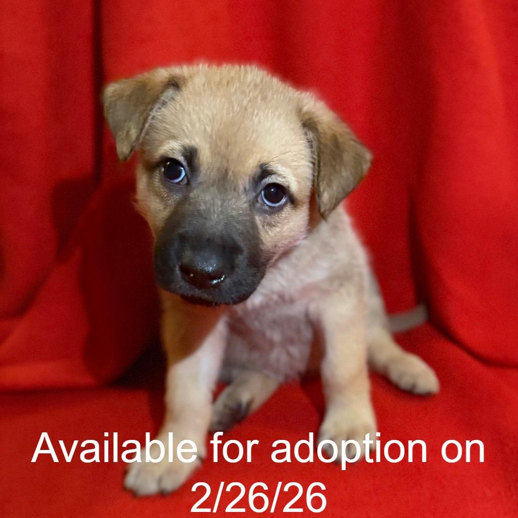 Enlarge Hope 3, a Adoptable Mixed Breed in Mount Shasta, CA image 3/5