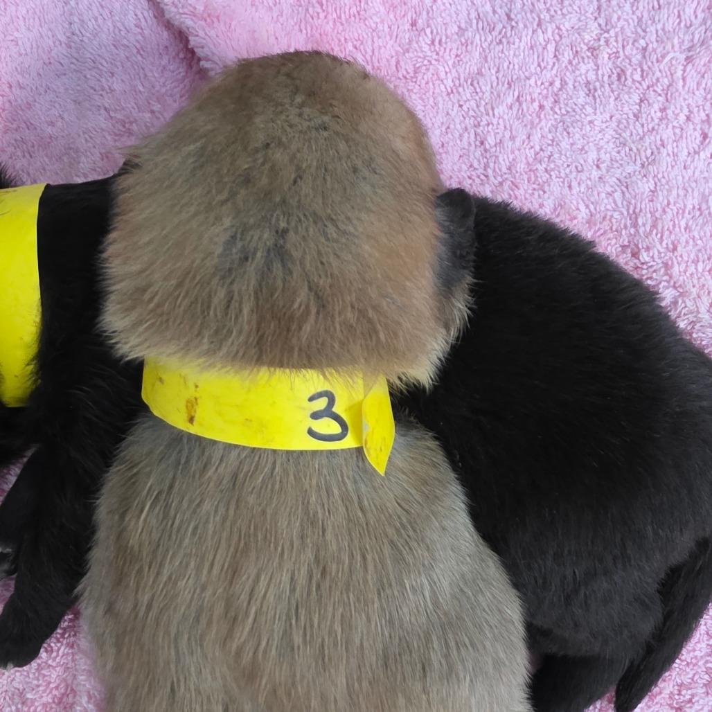 Enlarge Hope 3, a Adoptable Mixed Breed in Mount Shasta, CA image 4/5