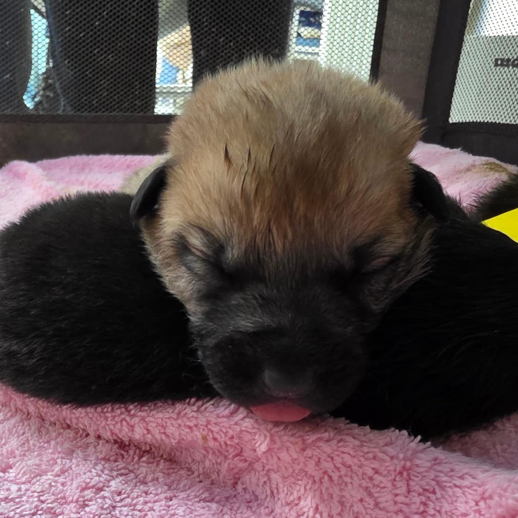 Enlarge Hope 3, a Adoptable Mixed Breed in Mount Shasta, CA image 5/5