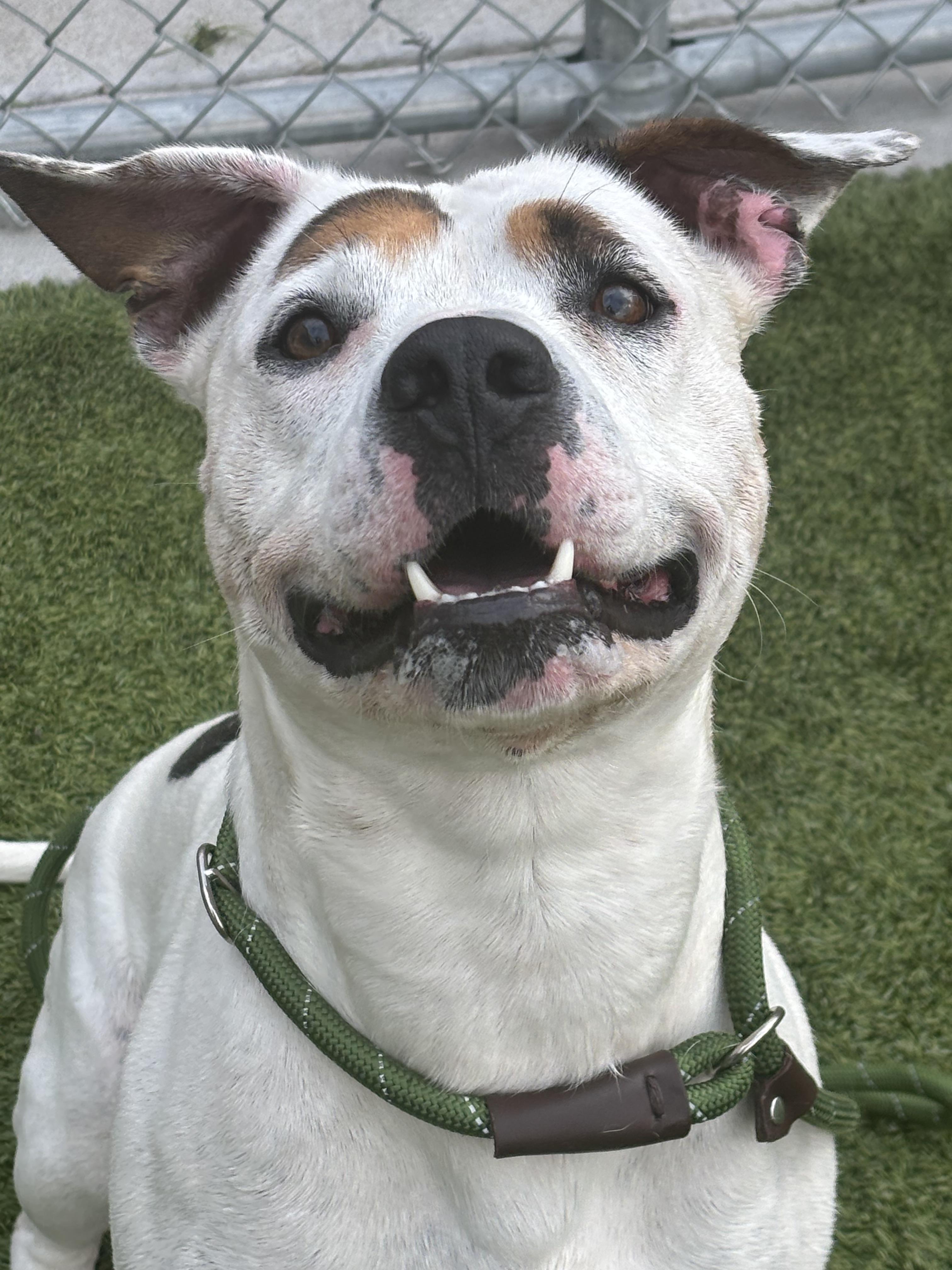 Enlarge Caniac, a ADOPTABLE mixed breed in Liberty, MO image 5/6