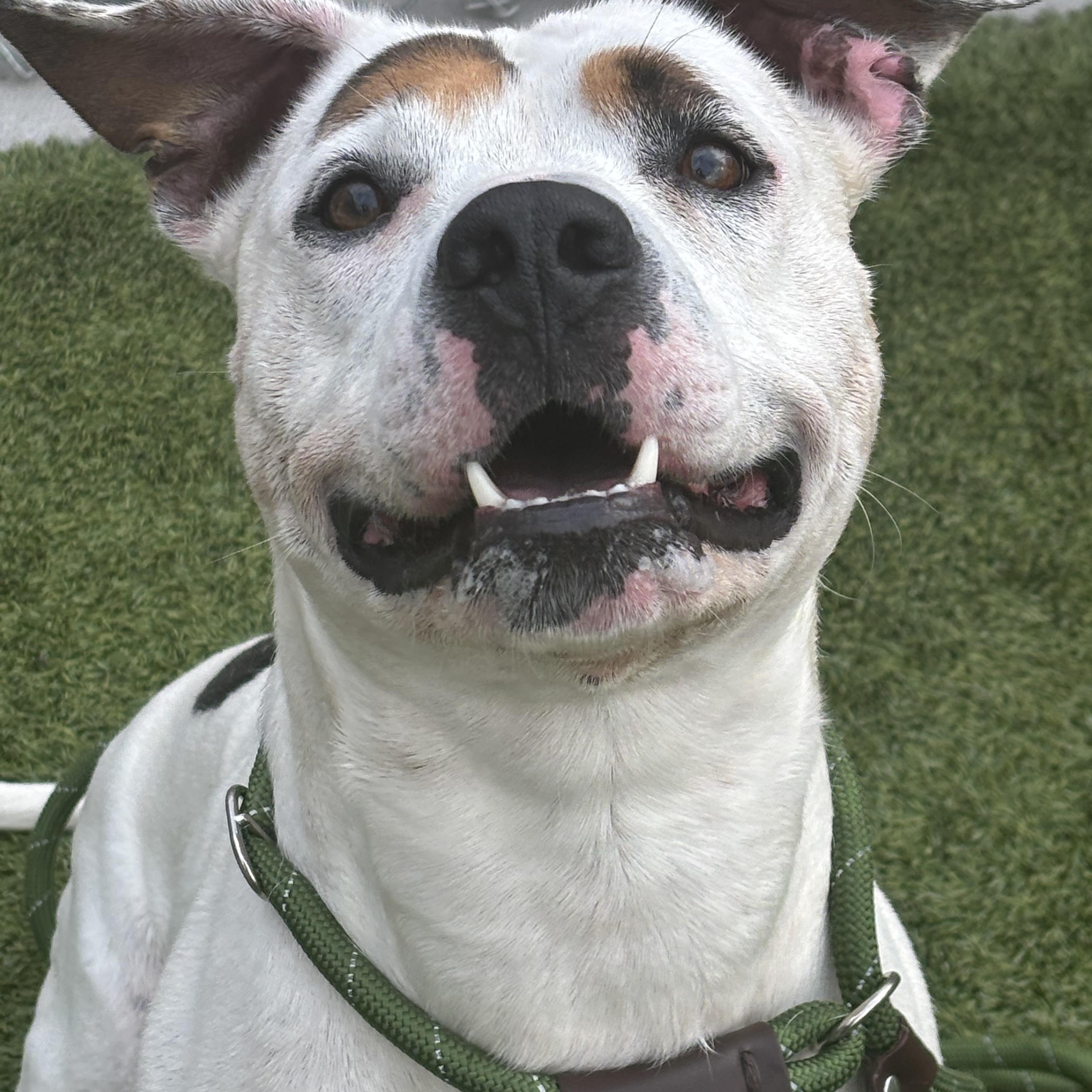 Caniac, a ADOPTABLE mixed breed in Liberty, MO image 3/5