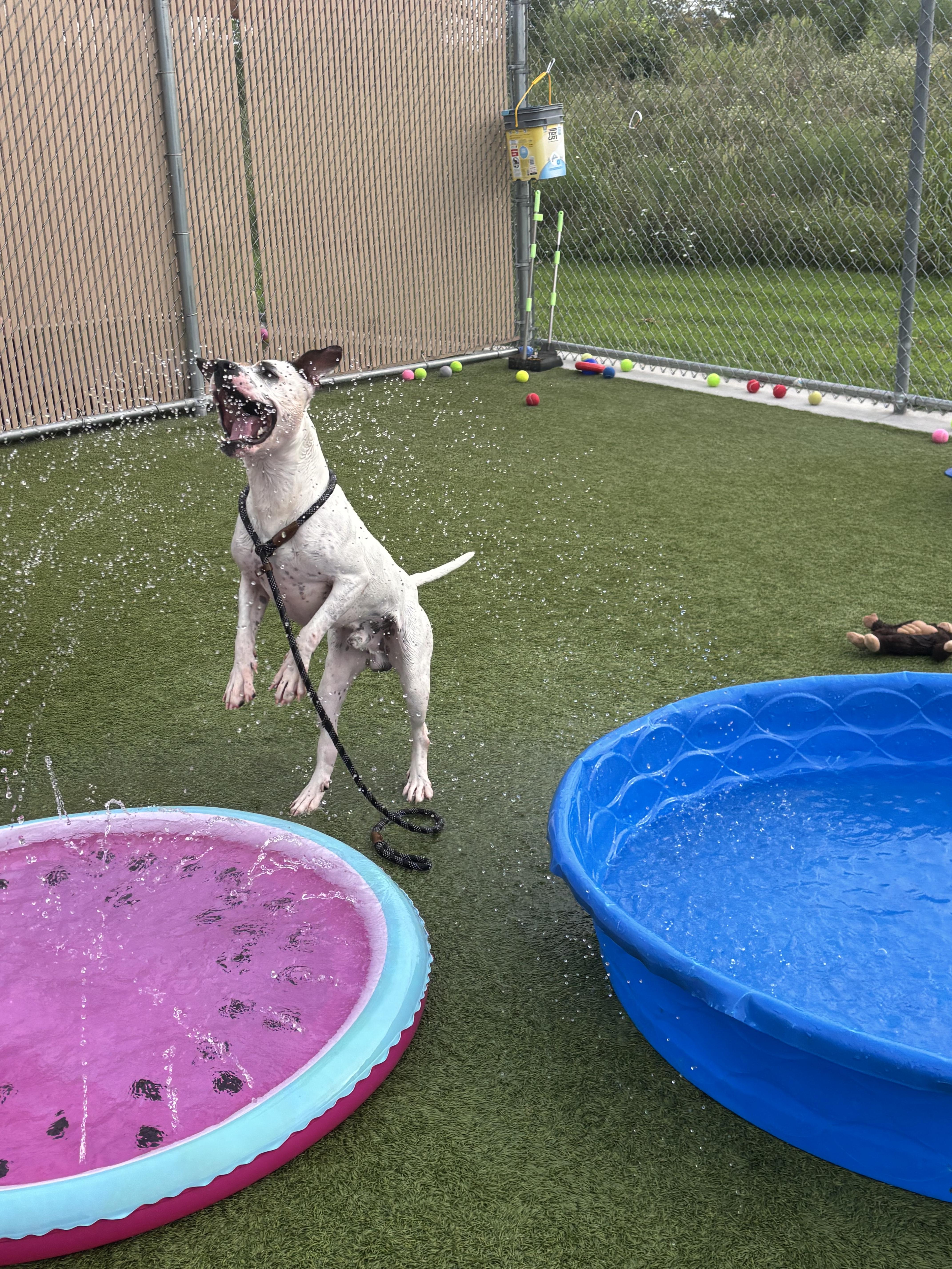 Enlarge Caniac, a ADOPTABLE mixed breed in Liberty, MO image 2/6