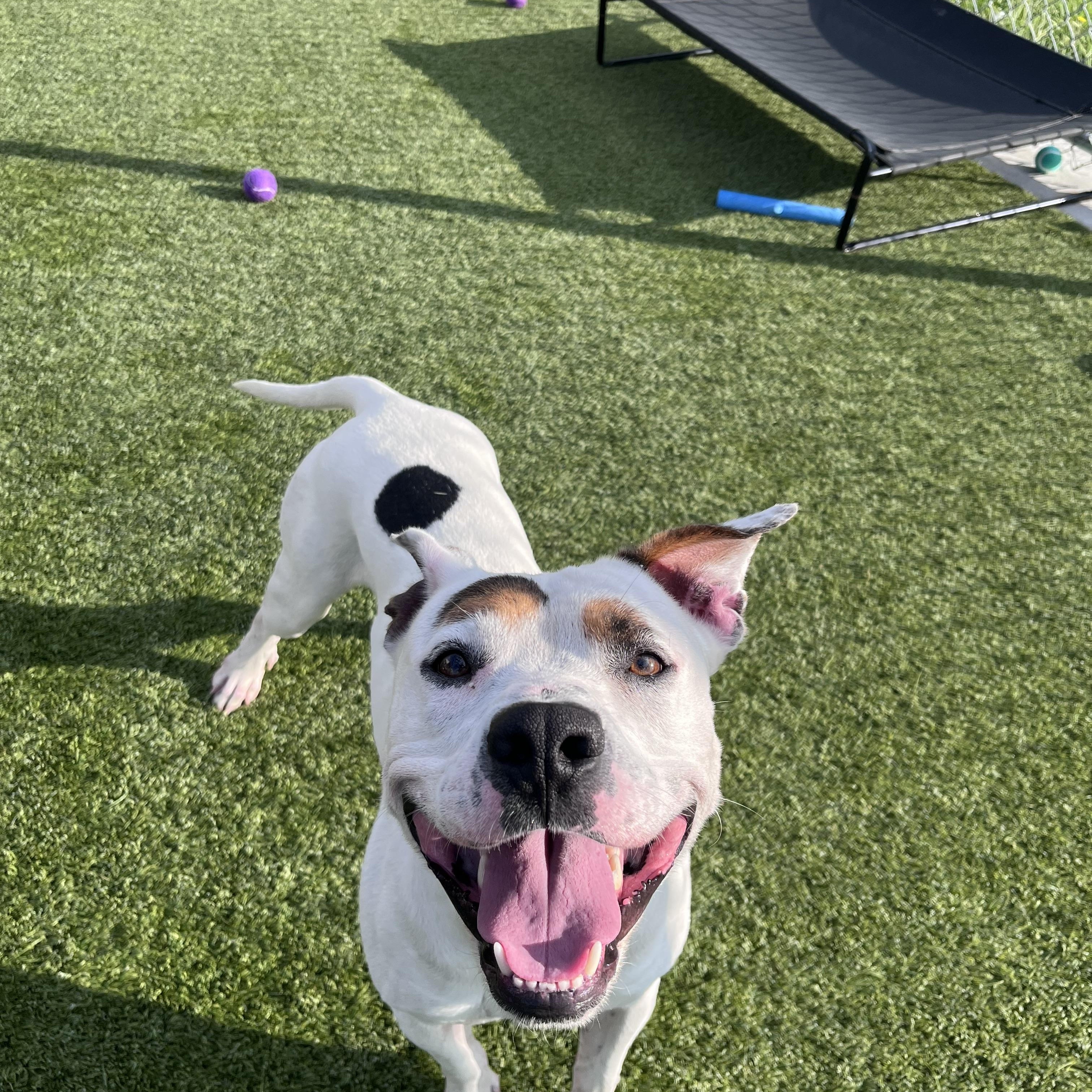 Caniac, a ADOPTABLE mixed breed in Liberty, MO image 5/5