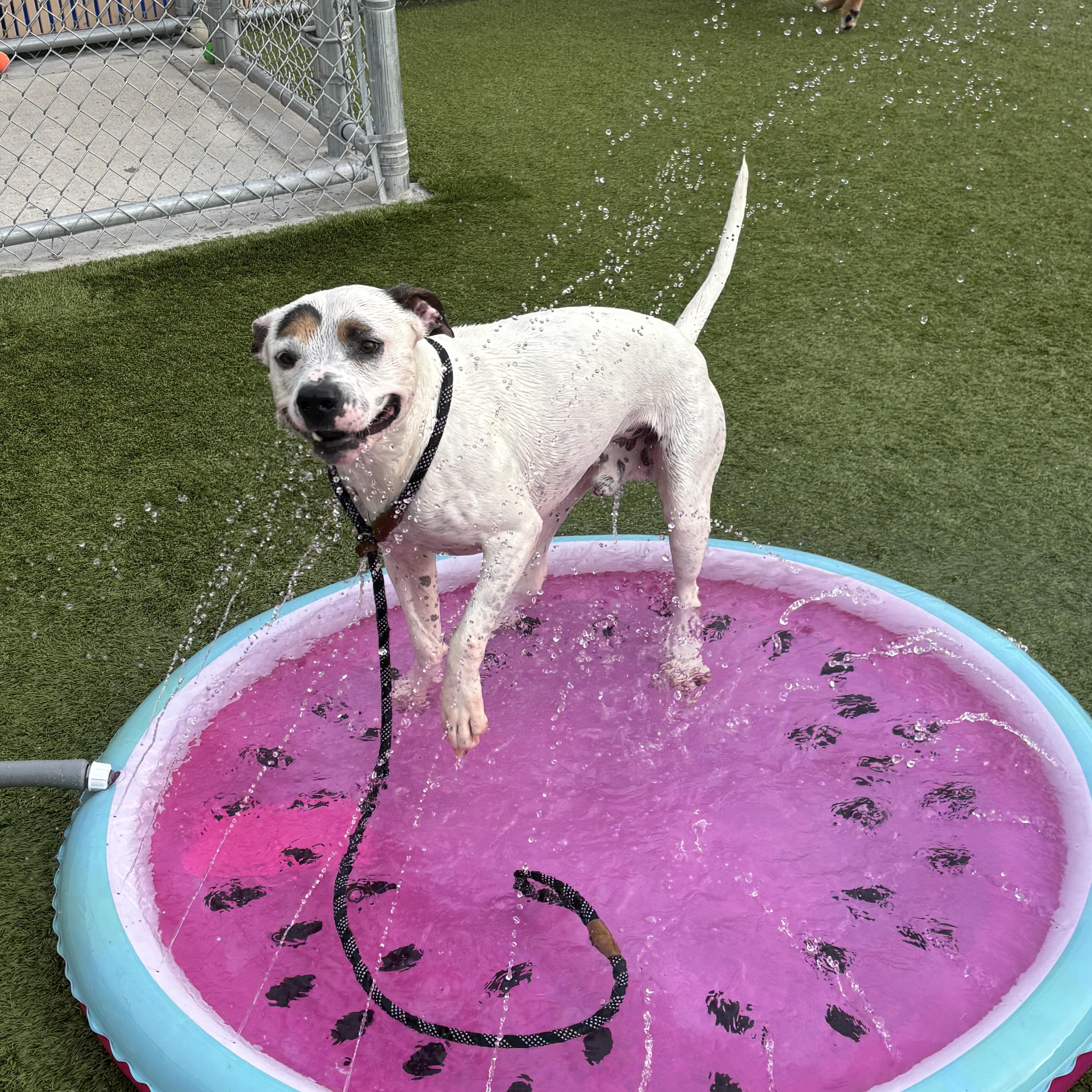 Caniac, a ADOPTABLE mixed breed in Liberty, MO image 4/5
