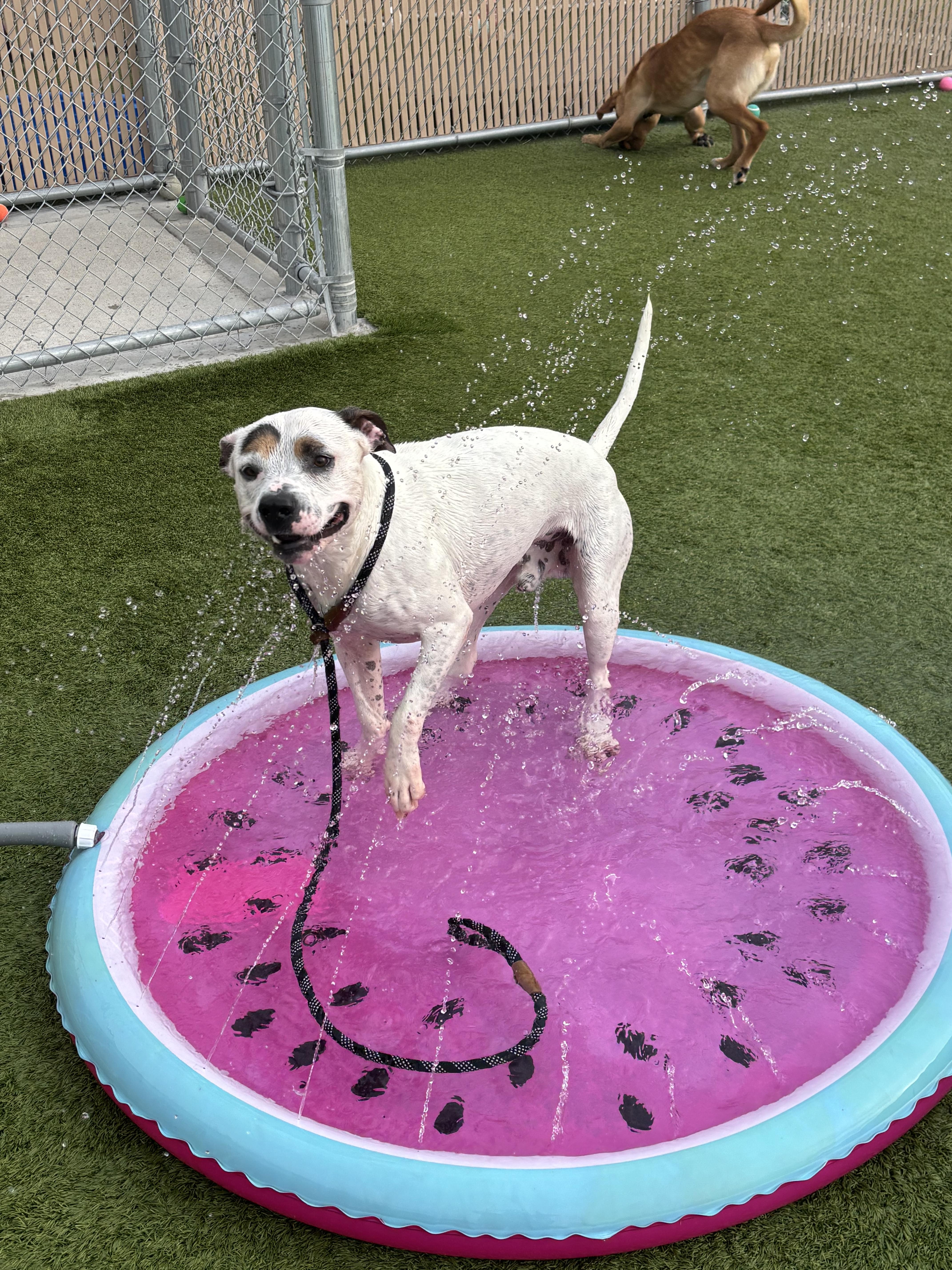 Enlarge Caniac, a ADOPTABLE mixed breed in Liberty, MO image 6/6