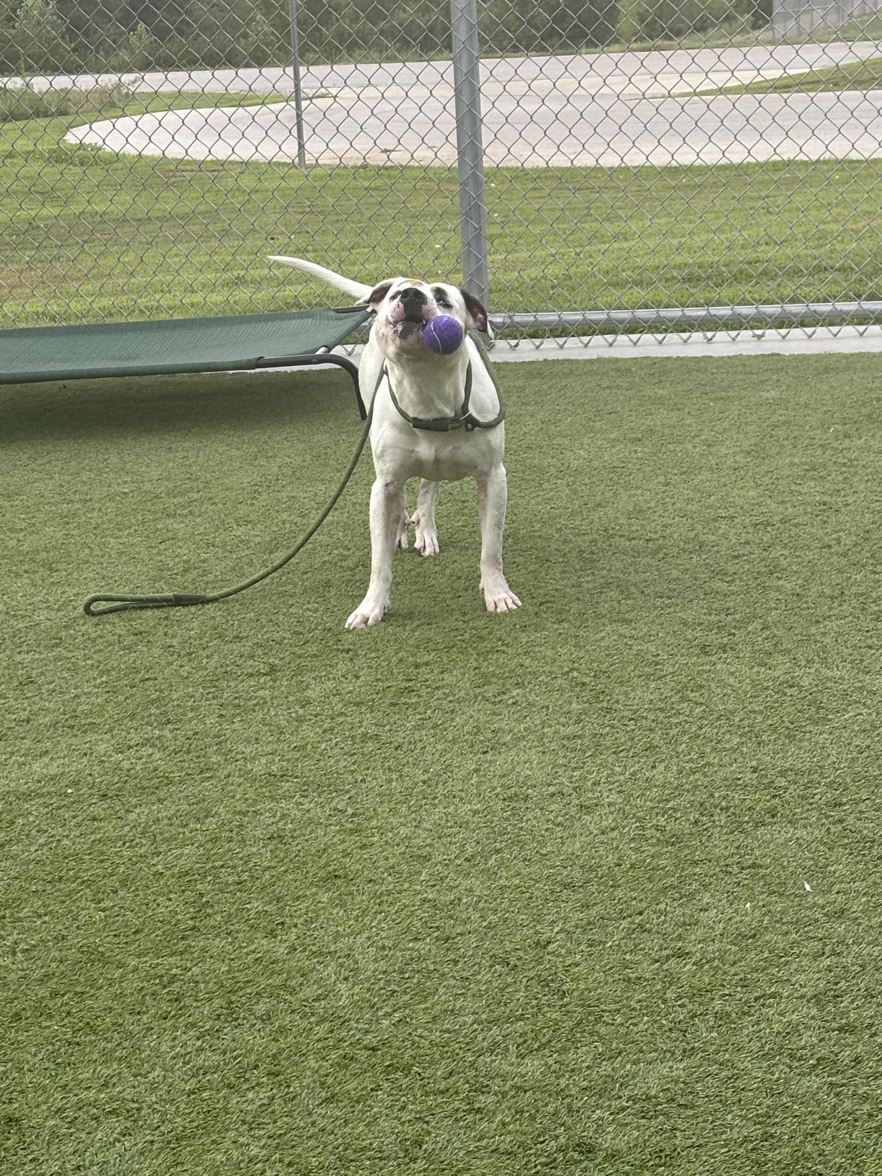 Enlarge Caniac, a ADOPTABLE mixed breed in Liberty, MO image 3/6
