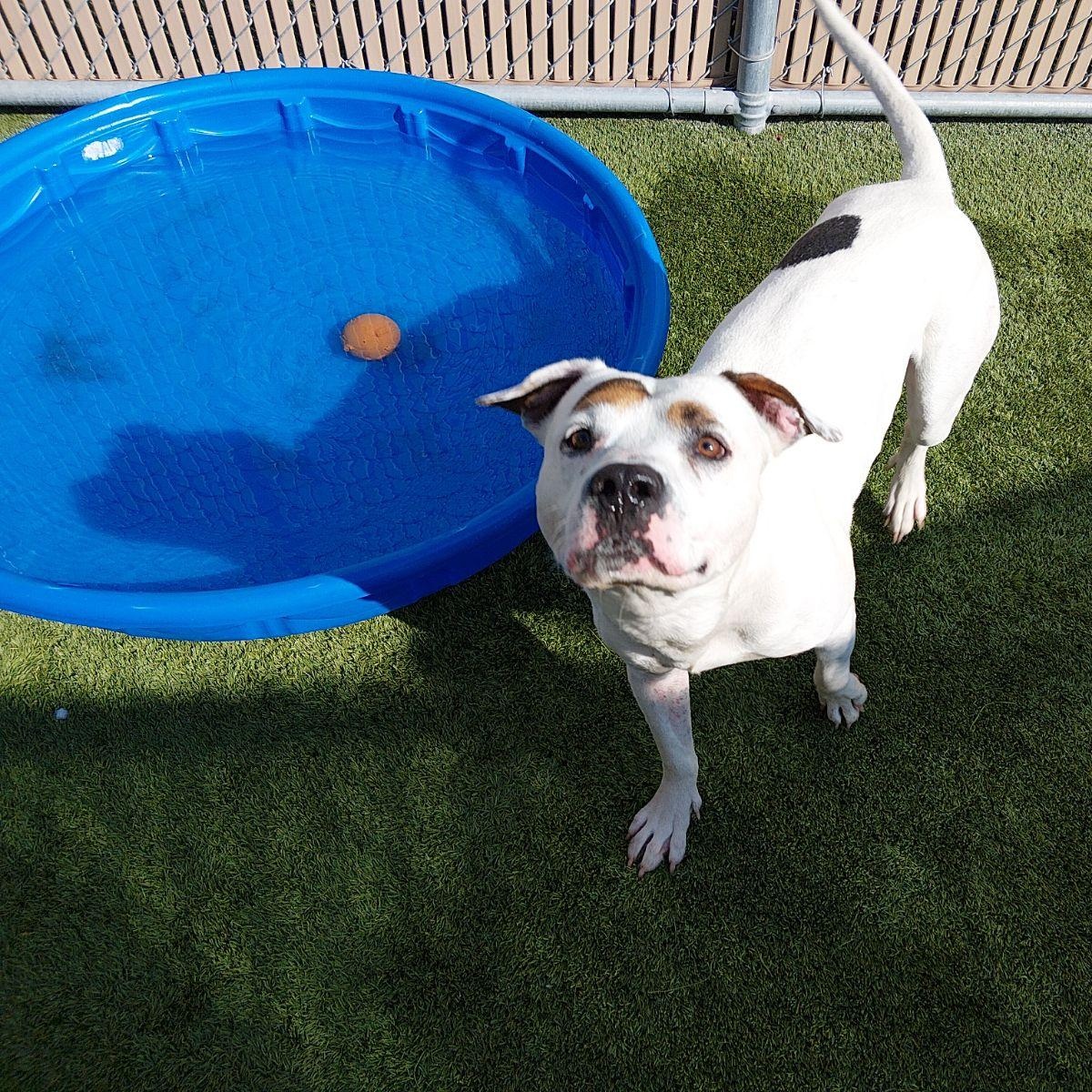 Caniac, a ADOPTABLE mixed breed in Liberty, MO image 1/5