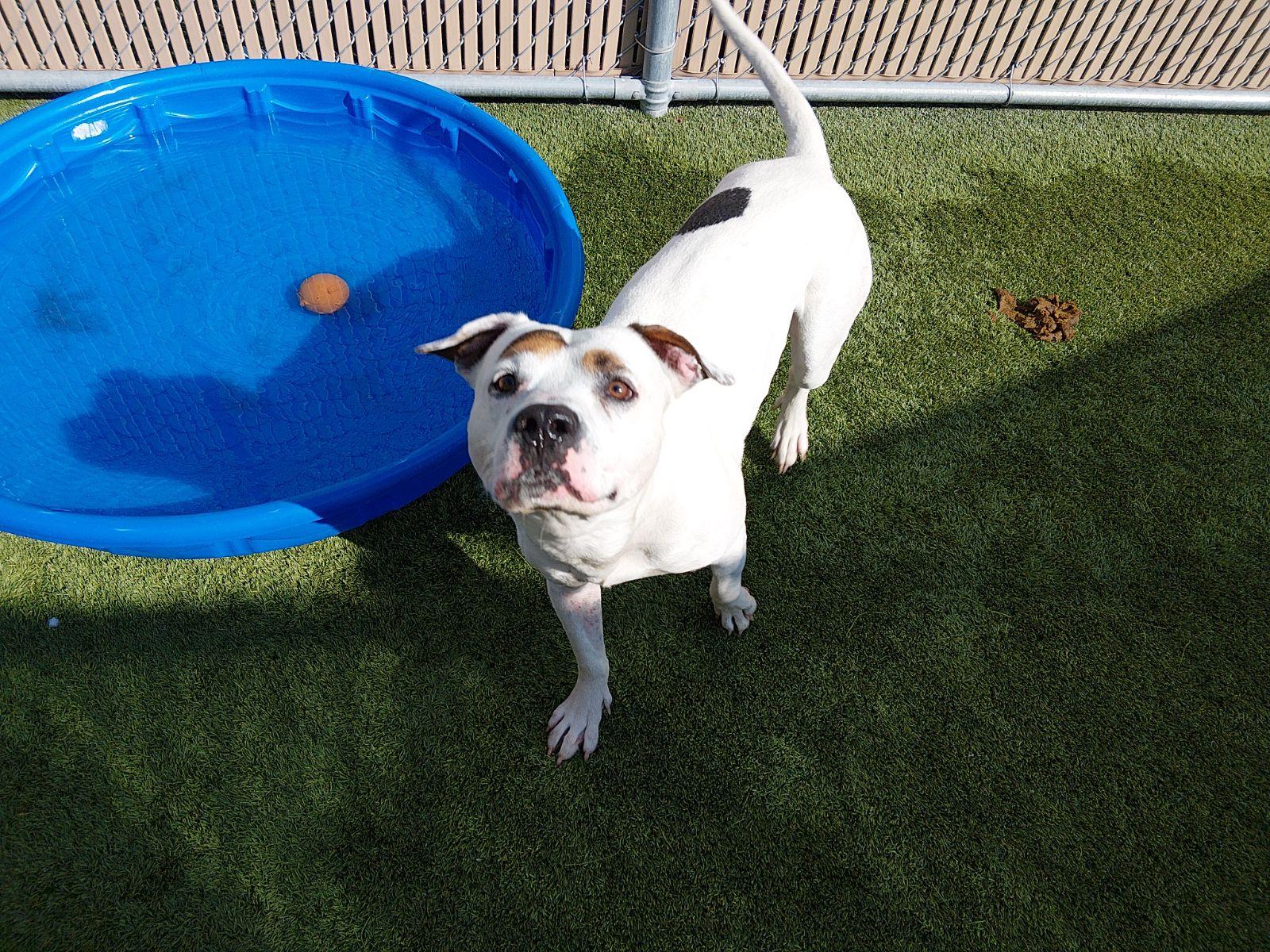 Enlarge Caniac, a ADOPTABLE mixed breed in Liberty, MO image 1/6