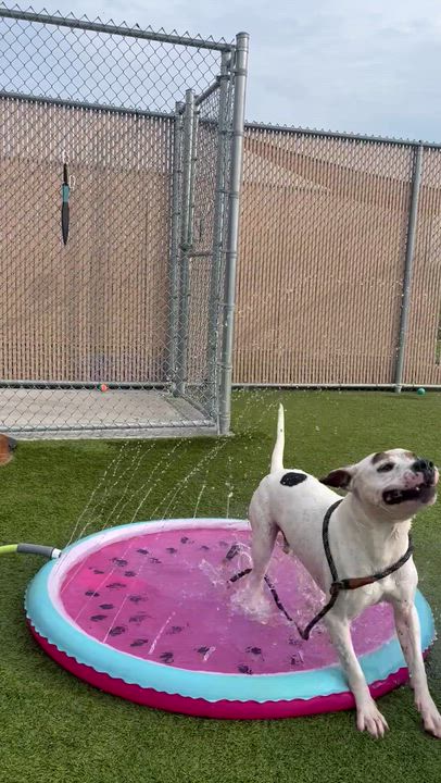 Enlarge Caniac, a ADOPTABLE mixed breed in Liberty, MO video 4/6