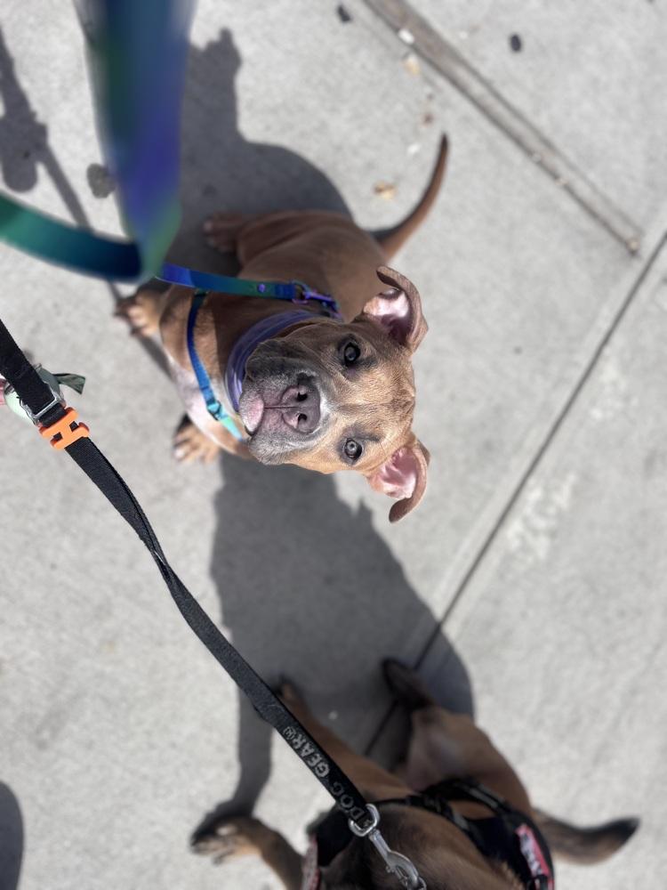 Pocahontas, Adoptable, Puppy Female American Staffordshire Terrier & American Bulldog.