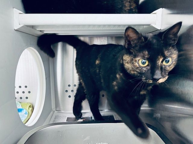 Mocha, Adopted, Young Female Tortoiseshell & Domestic Short Hair.