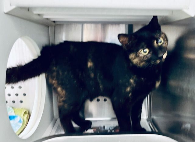 Enlarge Mocha, a Adopted mixed breed in Bowie, MD image 2/3