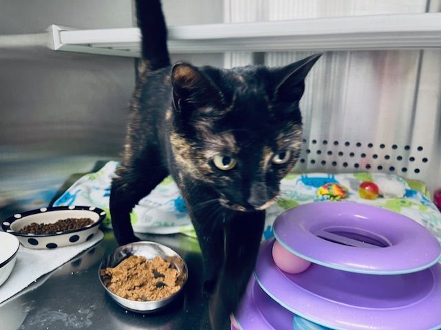 Enlarge Mocha, a Adopted mixed breed in Bowie, MD image 3/3