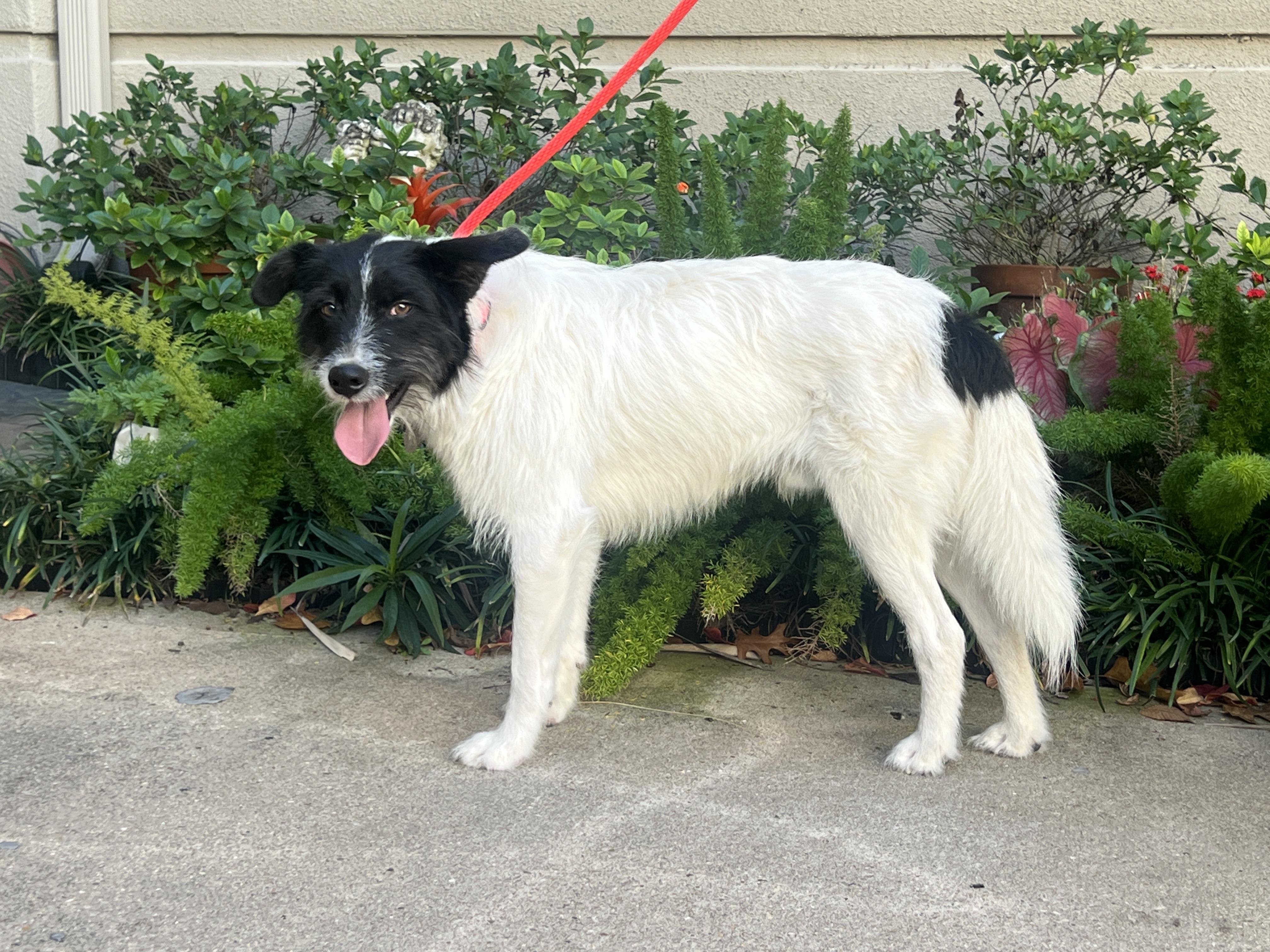 Kodak, an adoptable Border Collie, Schnauzer in Stamford , CT, 06903 | Photo Image 2