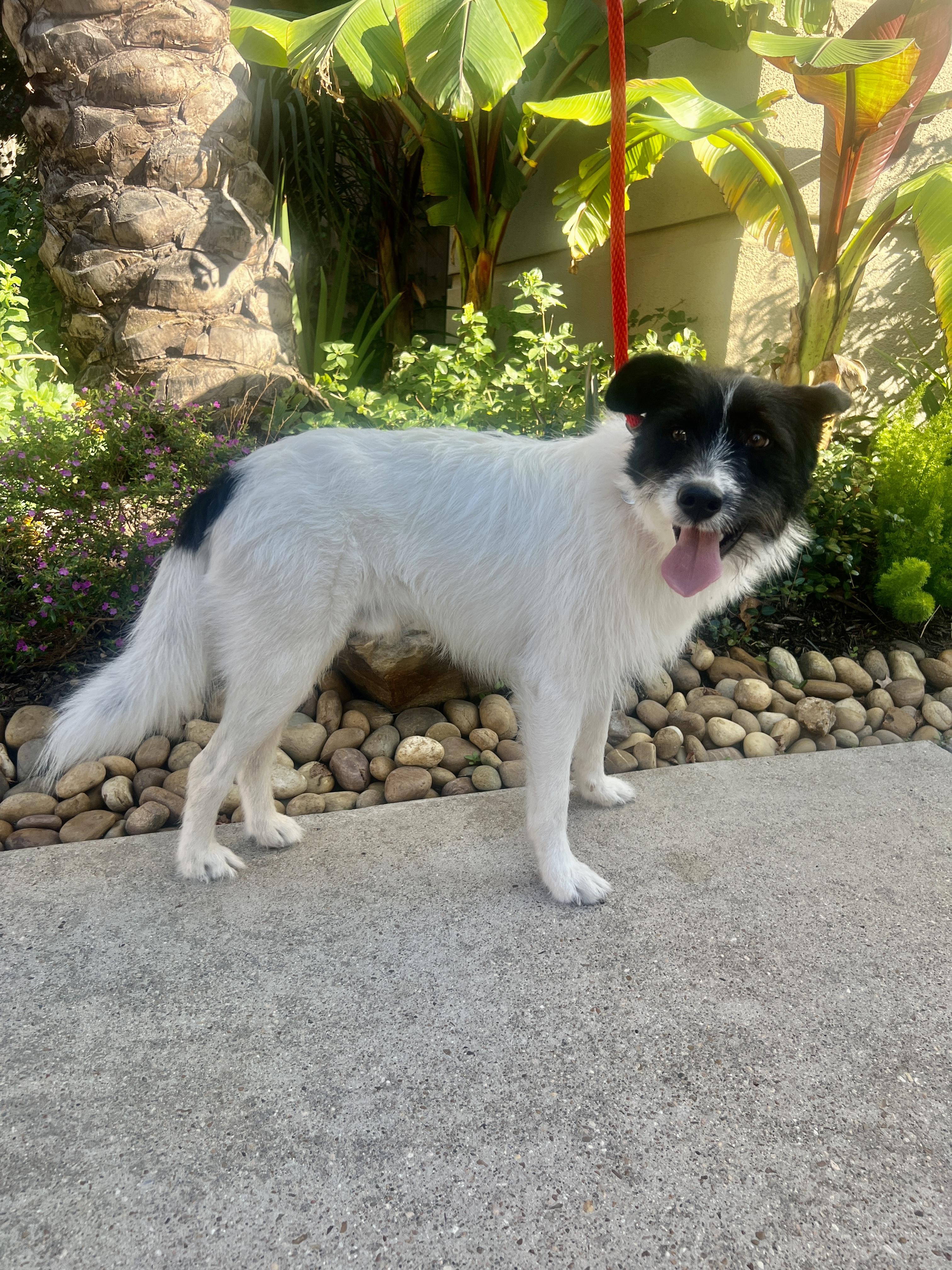 Kodak, an adoptable Border Collie, Schnauzer in Stamford , CT, 06903 | Photo Image 3