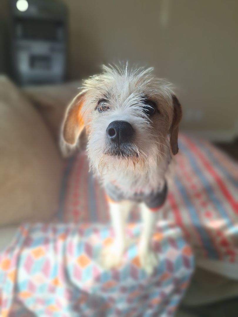 Enlarge Bandit, a Adopted Terrier in Macclesfield, NC image 1/5