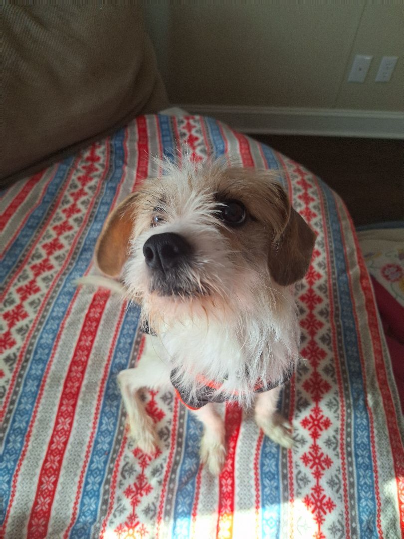 Enlarge Bandit, a Adopted Terrier in Macclesfield, NC image 2/5