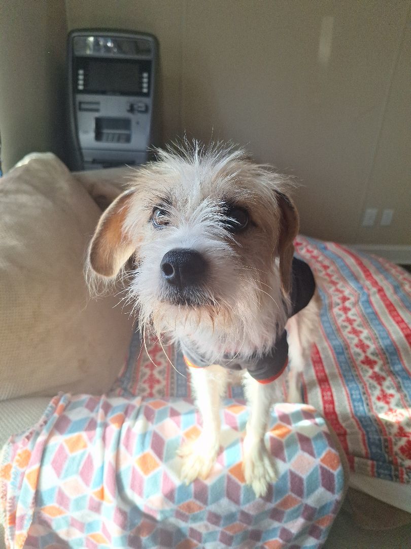 Enlarge Bandit, a Adopted Terrier in Macclesfield, NC image 3/5