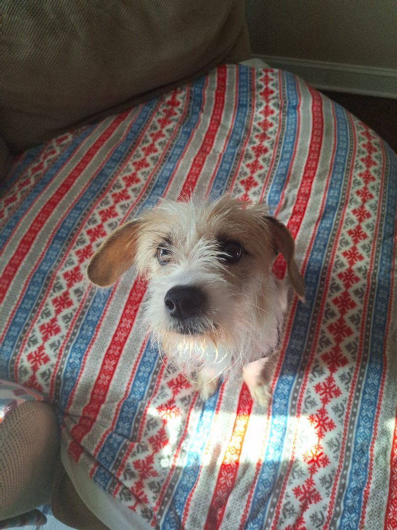 Bandit, Adopted, Young Male Terrier.