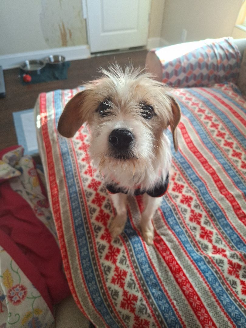 Enlarge Bandit, a Adopted Terrier in Macclesfield, NC image 5/5