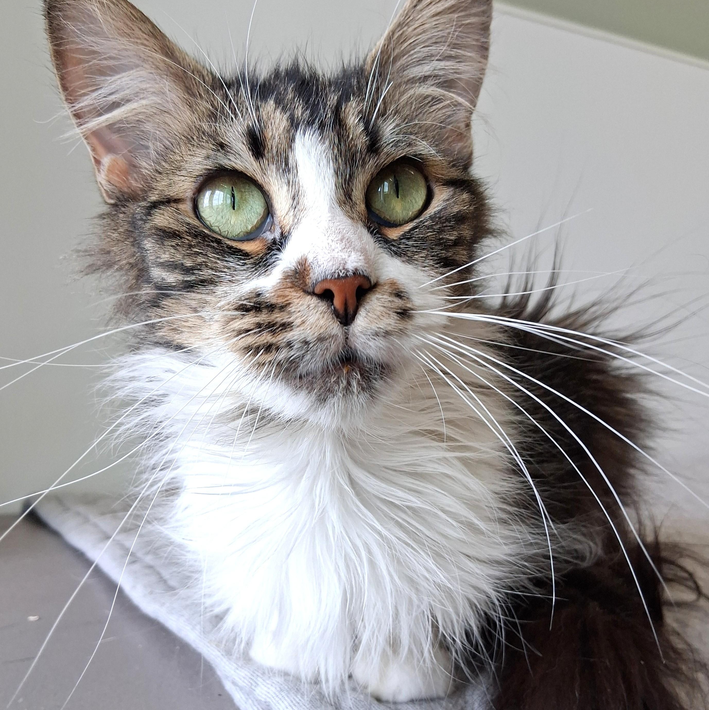 Enlarge Flower, a Adopted Domestic Long Hair in Belmont, NY image 2/6