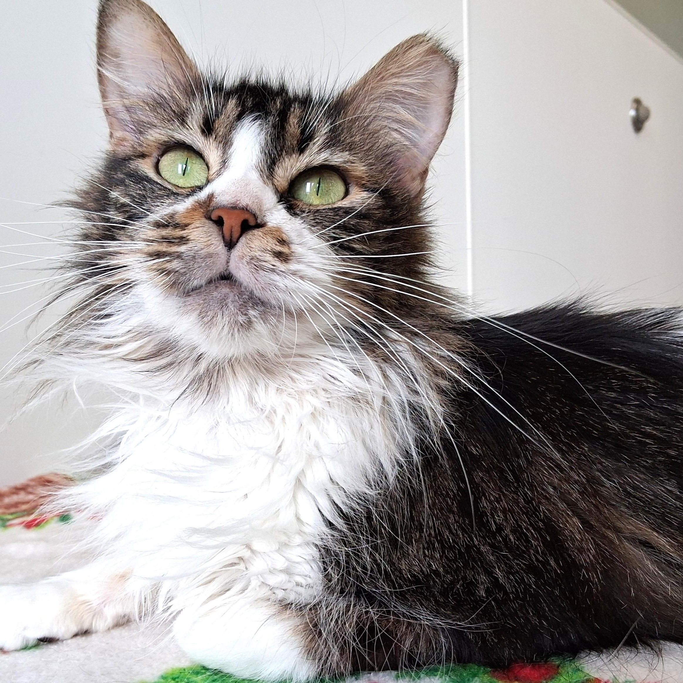Enlarge Flower, a Adopted Domestic Long Hair in Belmont, NY image 3/6