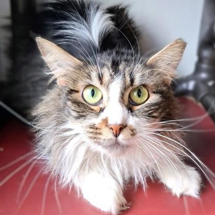 Enlarge Flower, a Adopted Domestic Long Hair in Belmont, NY image 6/6