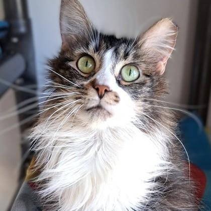 Enlarge Flower, a Adopted Domestic Long Hair in Belmont, NY image 4/6
