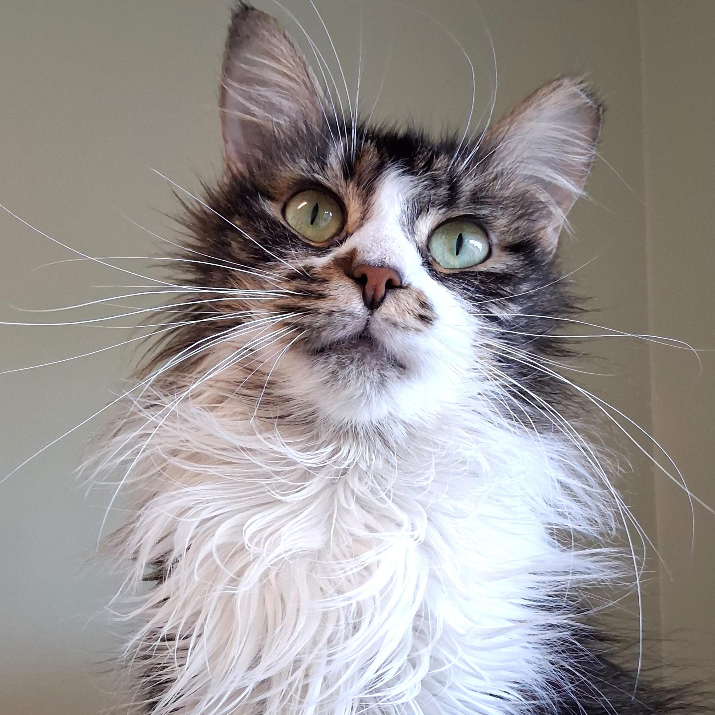 Enlarge Flower, a Adopted Domestic Long Hair in Belmont, NY image 5/6