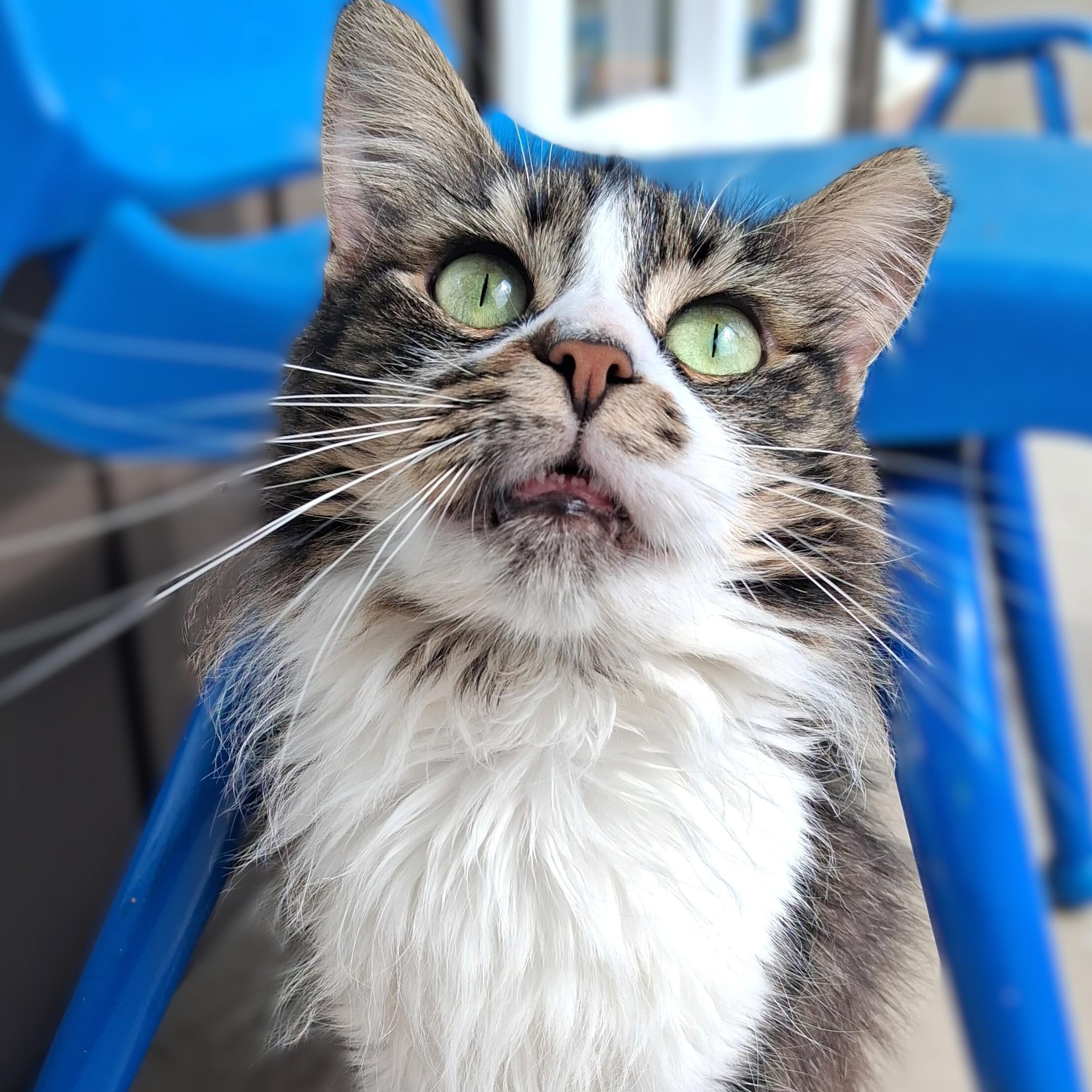 Enlarge Flower, a Adopted Domestic Long Hair in Belmont, NY image 1/6