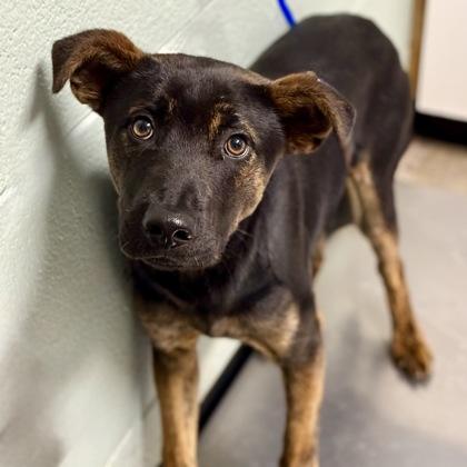 Chico, a ADOPTABLE mixed breed in Red Bluff, CA image 4/4