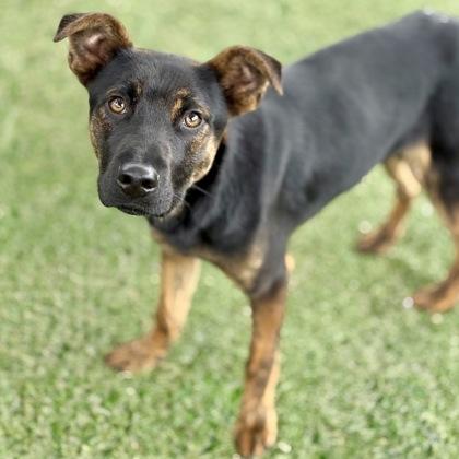 Chico, a ADOPTABLE mixed breed in Red Bluff, CA image 3/4