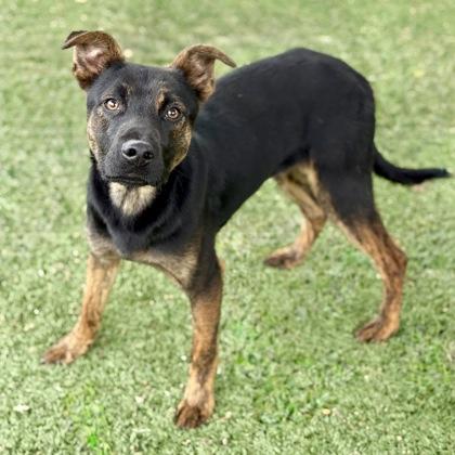 Chico, ADOPTABLE, Young Male Shepherd.
