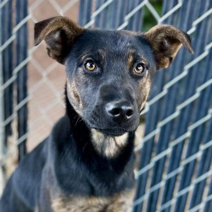 Chico, a ADOPTABLE mixed breed in Red Bluff, CA image 2/4